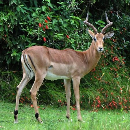 Legend Safaris 257B - In Kruger Park Lodge Hazyview Εξωτερικό φωτογραφία
